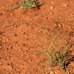 Eragrostis lacunaria