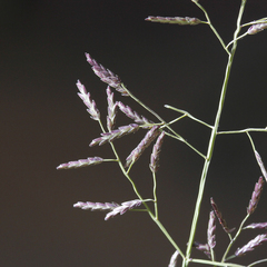 Eragrostis lacunaria