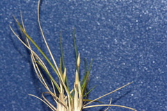Zoysia minima