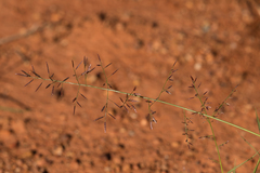 Eragrostis lacunaria