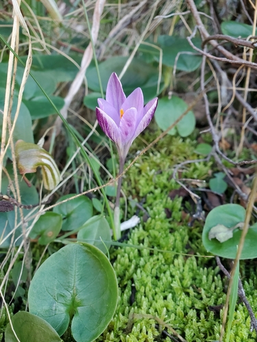 Crocus corsicus, photograph 3