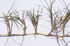 Zoysia minima