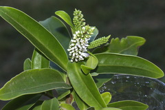 Veronica stricta macroura