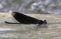 Euphaea masoni