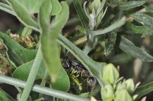 Araujia brachystephana, photograph 4