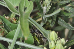 aacocucci, CC BY, iNaturalist via GBIF Araujia brachystephana, photograph aacocucci, CC BY, iNaturalist via GBIF