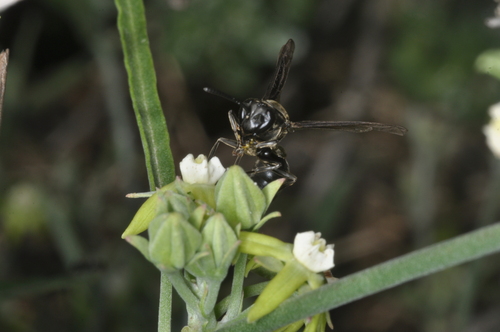 Araujia brachystephana, photograph 5
