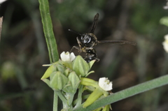aacocucci, CC BY, iNaturalist via GBIF Araujia brachystephana, photograph aacocucci, CC BY, iNaturalist via GBIF