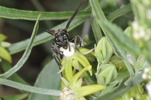 Araujia brachystephana, photograph 6