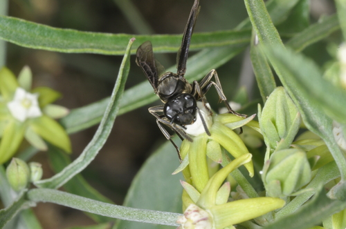 Araujia brachystephana, photograph 3
