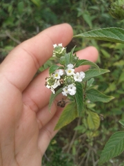 Lantana canescens