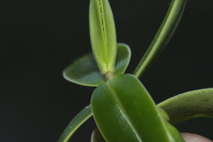 Veronica stricta macroura