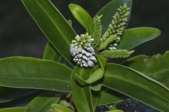 Veronica stricta macroura
