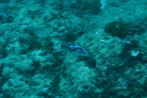 Cirrhilabrus exquisitus