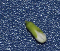 Veronica stricta macroura