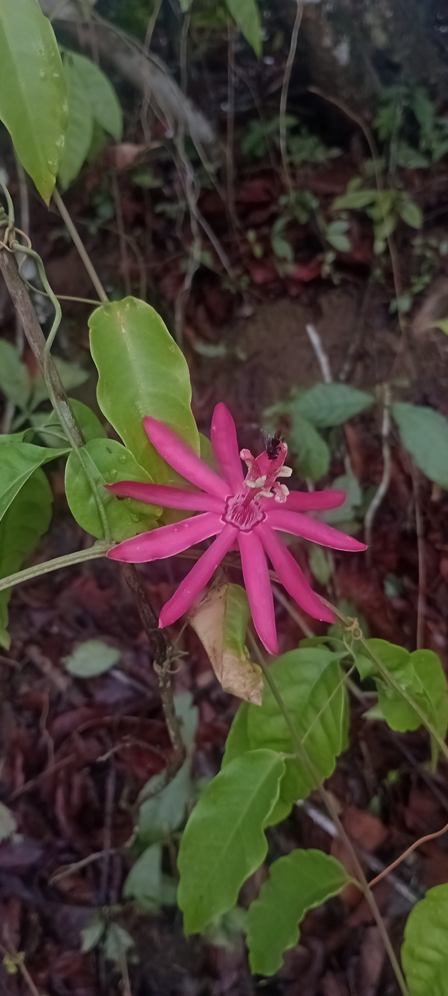 Passiflora glandulosa