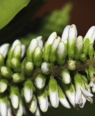 Veronica stricta macroura