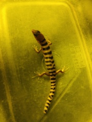 Eremiascincus richardsonii