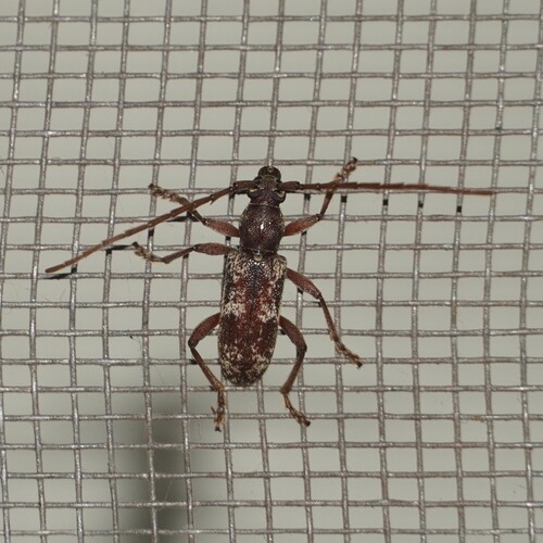 Escarabajos de cuernos largos, corta palos, aserradores