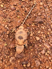 Tympanocryptis pseudopsephos