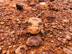 Tympanocryptis pseudopsephos