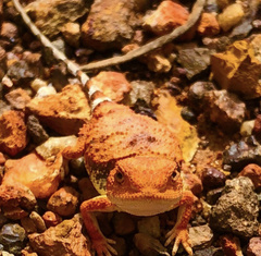 Tympanocryptis pseudopsephos