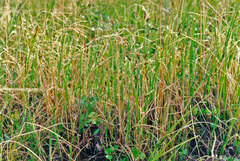 Carex rariflora