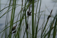 Carex rariflora