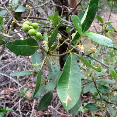 Alyxia spicata