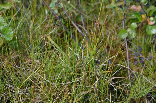 Subspecies Carex parallela redowskiana · iNaturalist