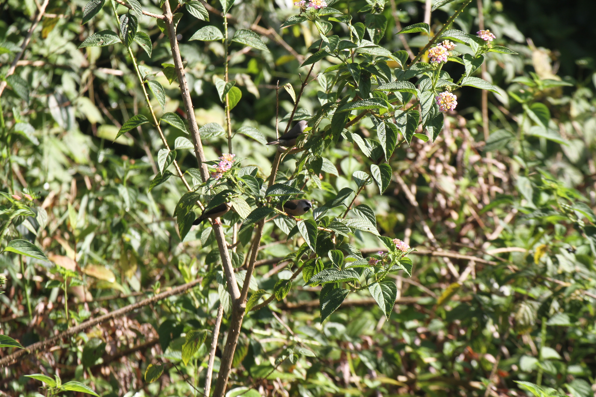 Madagascar Munia illustration