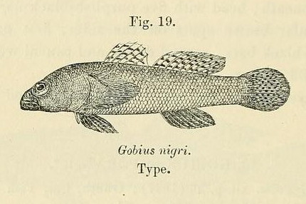 Mauligobius nigri