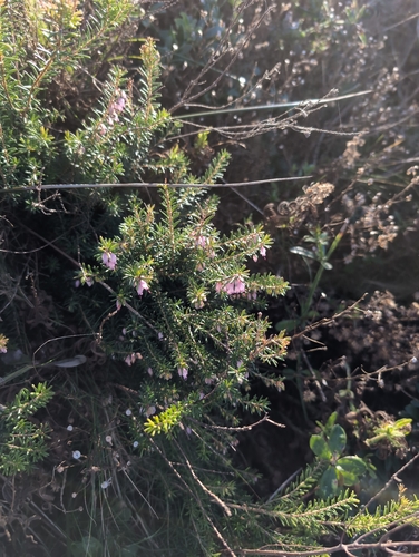 Irish Heath (Erica erigena)