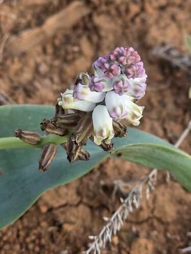 Bellevalia sessiliflora