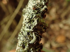 Notoparmelia testacea