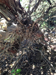 Arctostaphylos pajaroensis