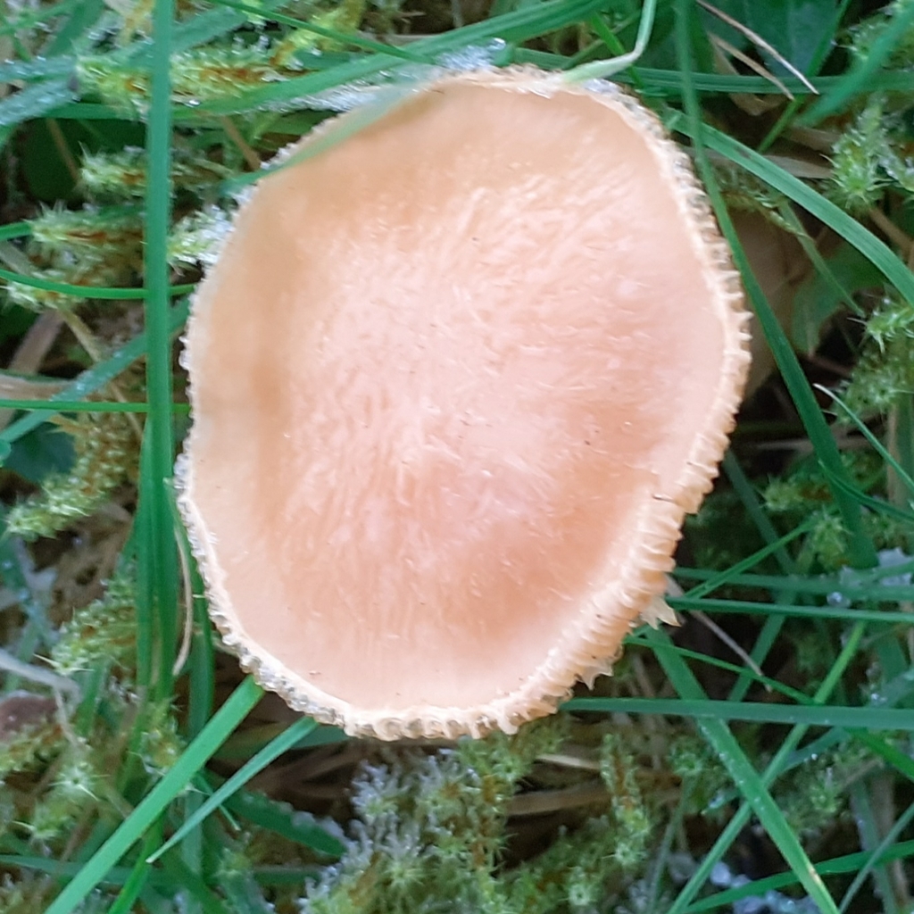 Cuphophyllus pratensis · December 2025 · photo: © bogsuckers (iNaturalist, cc-by)