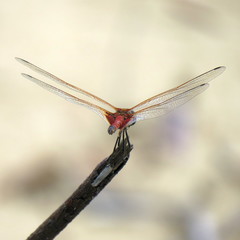 Tramea stenoloba