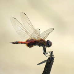 Tramea stenoloba