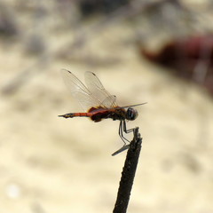 Tramea stenoloba