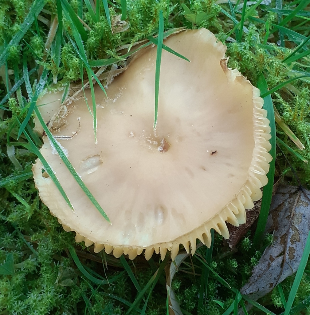 Cuphophyllus pratensis · December 2025 · photo: © bogsuckers (iNaturalist, cc-by)