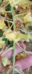 Catasetum fimbriatum, photograph (c) Paulo C. O. Cunha, some rights reserved (CC BY)