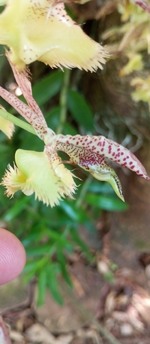Catasetum fimbriatum, photograph 4
