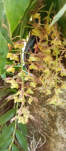 Catasetum fimbriatum, photograph 5