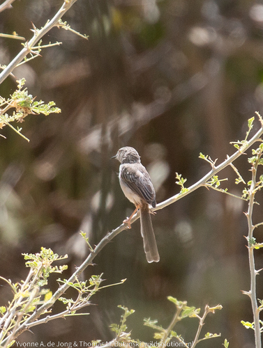 River Prinia