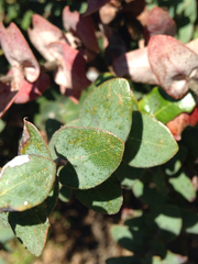 Arctostaphylos pajaroensis