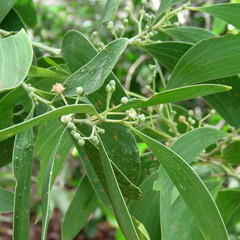 Acacia oraria