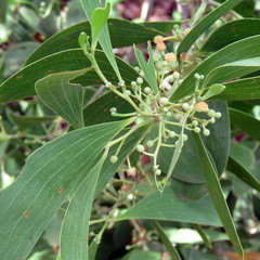 Acacia oraria