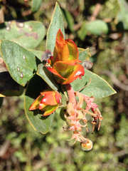 Arctostaphylos pajaroensis