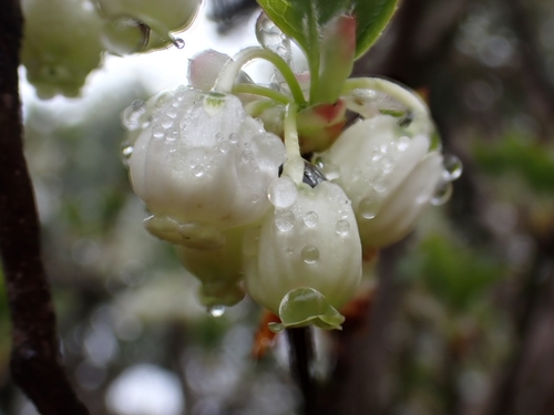Enkianthus perulatus, photographed by an iNaturalist contributor